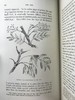1886年 英国森林树木图鉴 百余幅插图 漆布精装32开 商品缩略图8