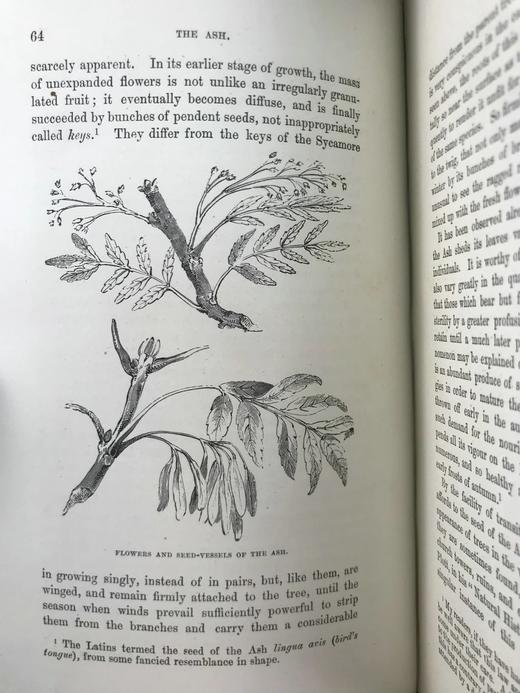 1886年 英国森林树木图鉴 百余幅插图 漆布精装32开 商品图8