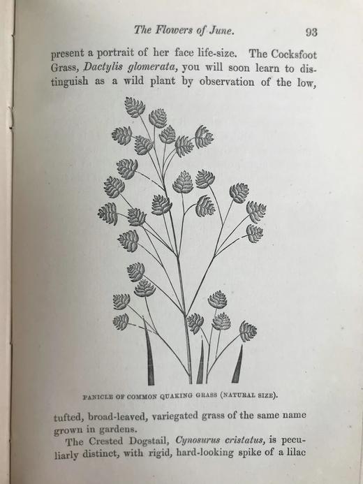 1870年 田野花卉手册 8幅彩色90幅黑白木版画 漆布精装36开 商品图14