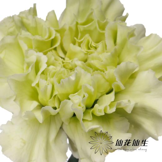 单头康乃馨 | 海贝 商品图3