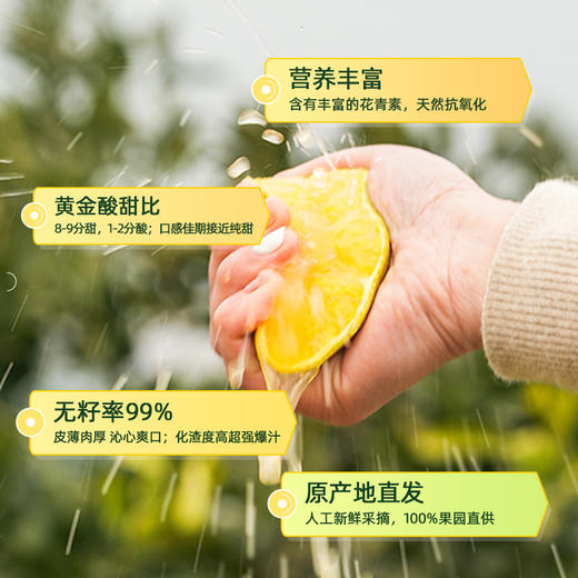 【京东快递】秭归宗橙（巧克力橙）皮薄娇嫩 产量小  14黄金甜 0.3%隐秘酸 100%视觉炸裂 - ACS 商品图14