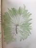 1853年 海洋植物学家：英国海藻研究入门 7页版画插图 真皮精装36开 商品缩略图5