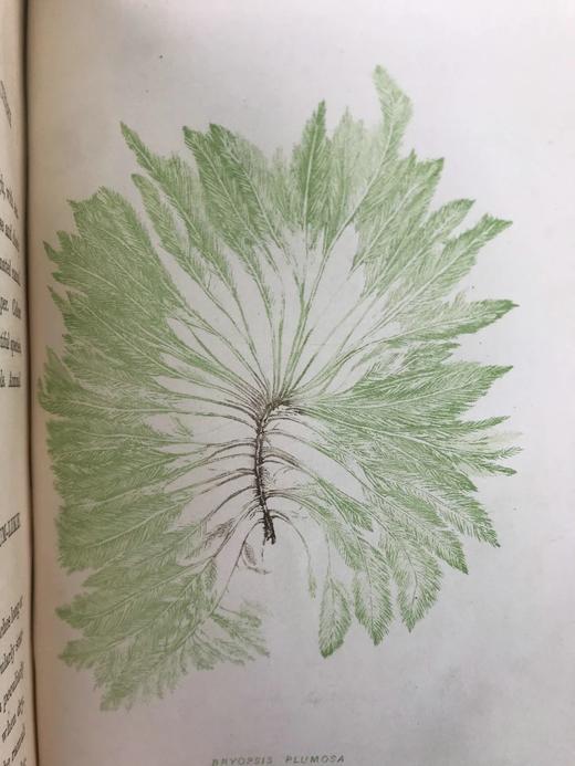 1853年 海洋植物学家：英国海藻研究入门 7页版画插图 真皮精装36开 商品图5