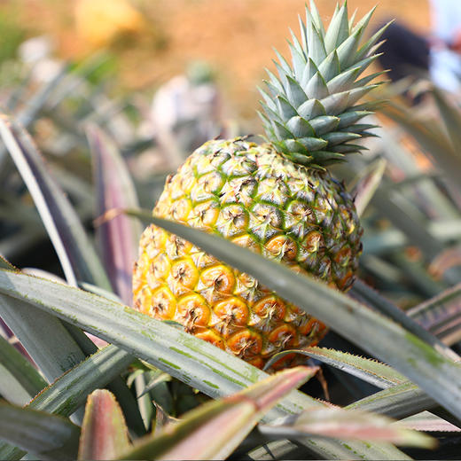 【顺丰包邮】海南树上熟芒果凤梨 中果/大果 不涩不酸 商品图5