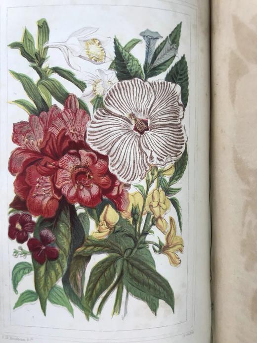约19世纪后期 万国花卉图鉴 配多幅套色版画插图 漆布精装36开 商品图8
