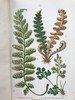 1861年 英国蕨类及其近缘植物 12幅套色版画插图 漆布精装36开 商品缩略图9
