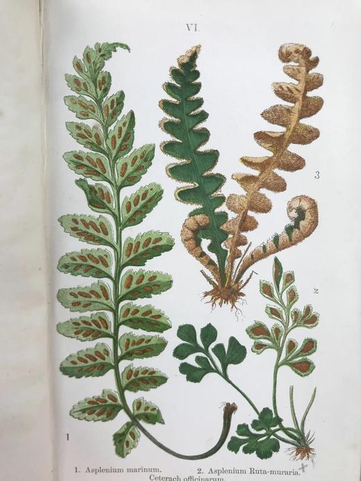 1861年 英国蕨类及其近缘植物 12幅套色版画插图 漆布精装36开 商品图9