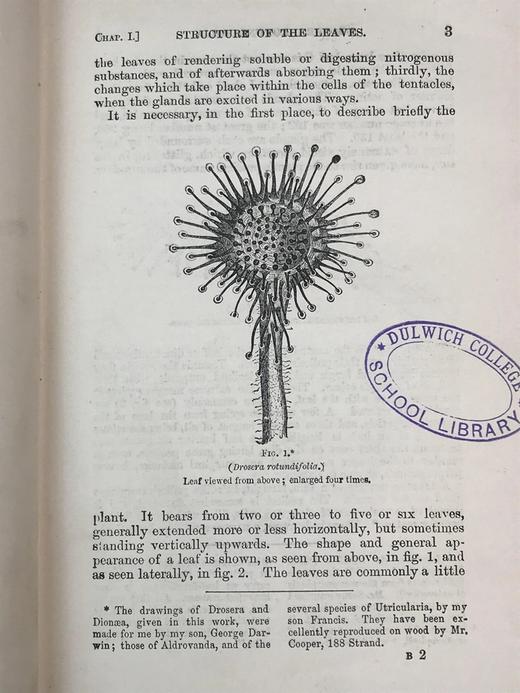 1908年 达尔文《食虫植物》配有插图 漆布精装32开 商品图6