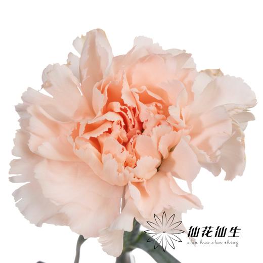 单头康乃馨 | 流光宜彩 商品图3