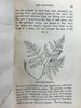 1861年 英国蕨类及其近缘植物 12幅套色版画插图 漆布精装36开 商品缩略图14