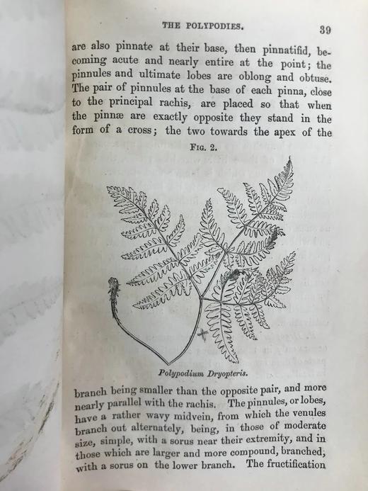 1861年 英国蕨类及其近缘植物 12幅套色版画插图 漆布精装36开 商品图14