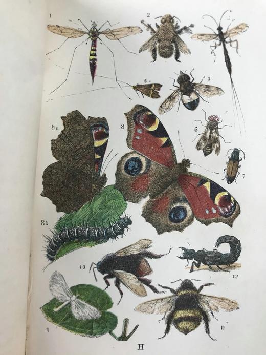 1861年 乡村常见事物图鉴 配多幅套色版画插图 漆布精装36开 商品图9