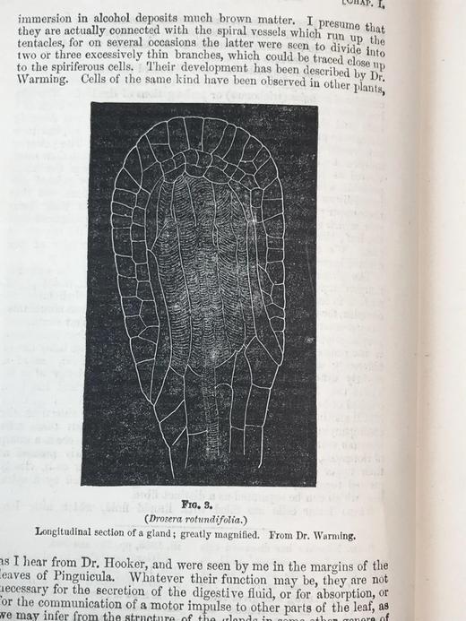 1908年 达尔文《食虫植物》配有插图 漆布精装32开 商品图8