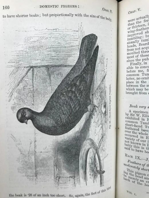 1875年 达尔文《动物和植物在家养下的变异》（全2卷） 43幅版画插图 真皮精装32开 商品图7