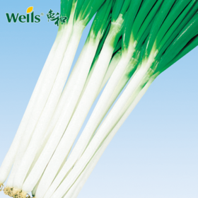 「专业种子」常将 大葱大田用种种子 能够春季上市的晚抽苔一本品种