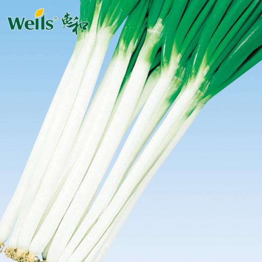 「专业种子」常将 大葱大田用种种子 能够春季上市的晚抽苔一本品种 商品图0