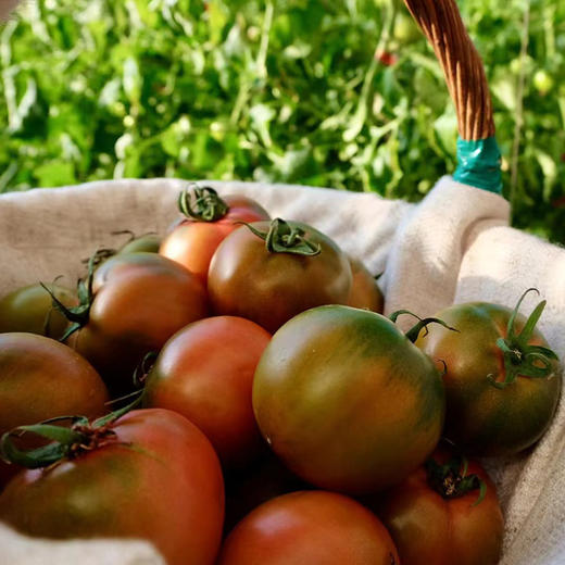 【京东快递】海阳白玉黄瓜 + 京彩高糖番茄 + 戴安娜西红柿 双拼 - ANXNY 商品图2