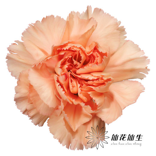 单头康乃馨 | 梅根 商品图0