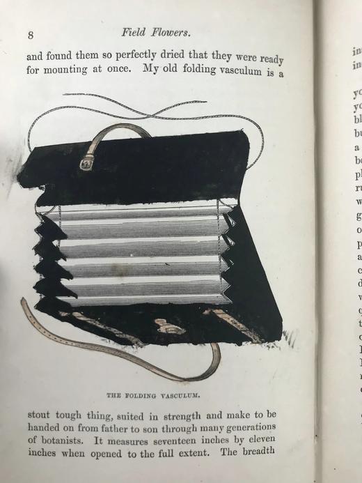 1870年 田野花卉手册 8幅彩色90幅黑白木版画 漆布精装36开 商品图11