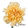 单头康乃馨 | 香槟 商品缩略图2
