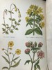 1870年 田野花卉手册 8幅彩色90幅黑白木版画 漆布精装36开 商品缩略图7