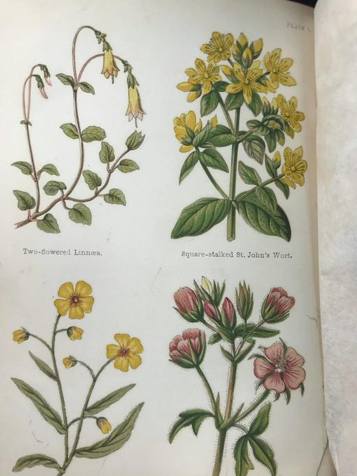 1870年 田野花卉手册 8幅彩色90幅黑白木版画 漆布精装36开 商品图7