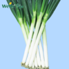 「专业种子」丰宝 大葱杂交种子 适应性广，耐热、耐寒性优秀，折叶少 商品缩略图0