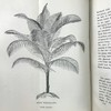 1876年 温室与暖房观叶植物 数十幅版画插图 漆布精装32开 商品缩略图8