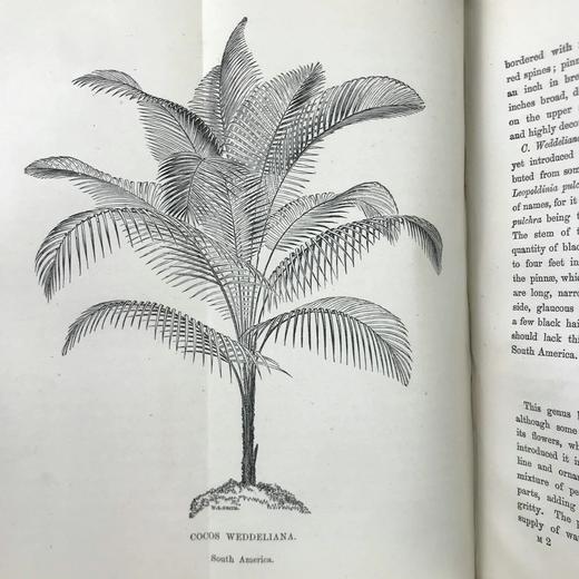 1876年 温室与暖房观叶植物 数十幅版画插图 漆布精装32开 商品图8