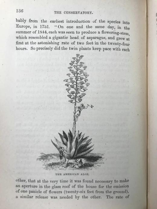 约19世纪后期 植物生命的美丽与奇观 数十幅版画插图 漆布精装36开 商品图6