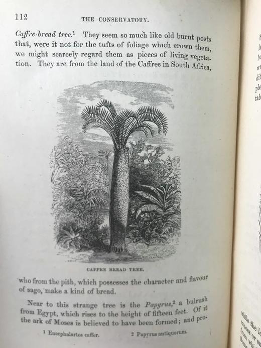 约19世纪后期 植物生命的美丽与奇观 数十幅版画插图 漆布精装36开 商品图11