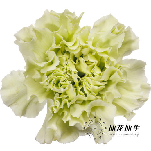 单头康乃馨 | 海贝 商品图0