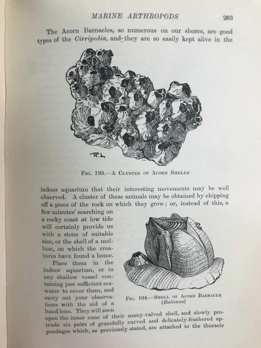 1903年 海滩生物图鉴 8页彩色300余幅黑白插图 漆布精装32开 商品图12