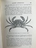 1903年 海滩生物图鉴 8页彩色300余幅黑白插图 漆布精装32开 商品缩略图9