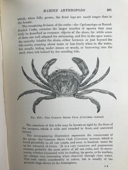 1903年 海滩生物图鉴 8页彩色300余幅黑白插图 漆布精装32开 商品图9