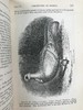 1875年 达尔文《动物和植物在家养下的变异》（全2卷） 43幅版画插图 真皮精装32开 商品缩略图8