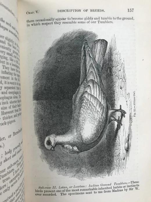 1875年 达尔文《动物和植物在家养下的变异》（全2卷） 43幅版画插图 真皮精装32开 商品图8