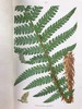 1861年 英国蕨类及其近缘植物 12幅套色版画插图 漆布精装36开 商品缩略图7
