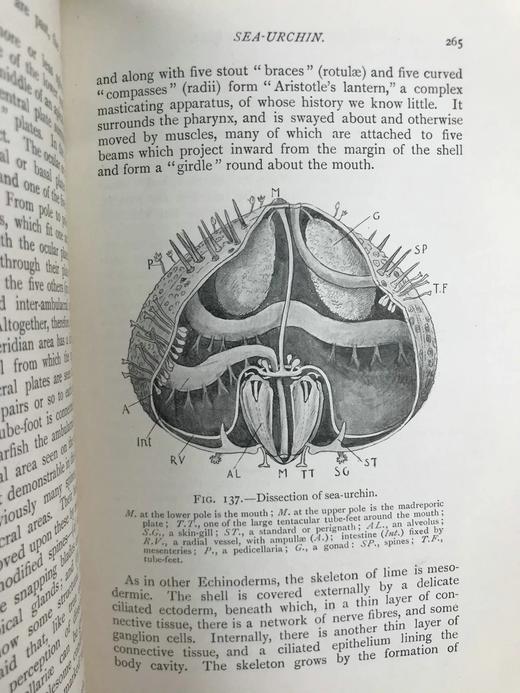 1910年 动物学纲要 420幅插图 漆布精装32开 商品图6