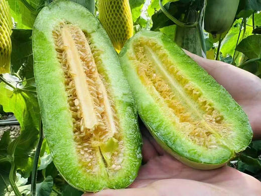 博洋瓜系列的天花板，劲脆香甜的蜜七七脆甜蜜瓜 商品图5