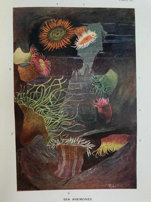 1903年 海滩生物图鉴 8页彩色300余幅黑白插图 漆布精装32开 商品图5