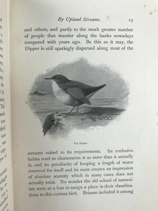 1900年 北方郡鸟类观察记录 1幅彩色40幅黑白插图 漆布精装32开 商品图5