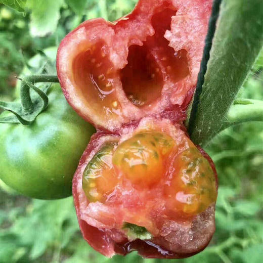 【京东快递】海阳白玉黄瓜 + 京彩高糖番茄 + 戴安娜西红柿 双拼 - ANXNY 商品图4