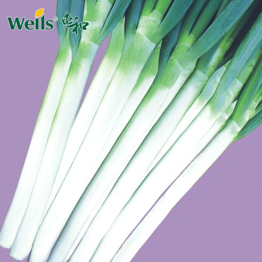 「专业种子」惠和三号 大葱杂交种子 商品性好、生长速度特别快 商品图0