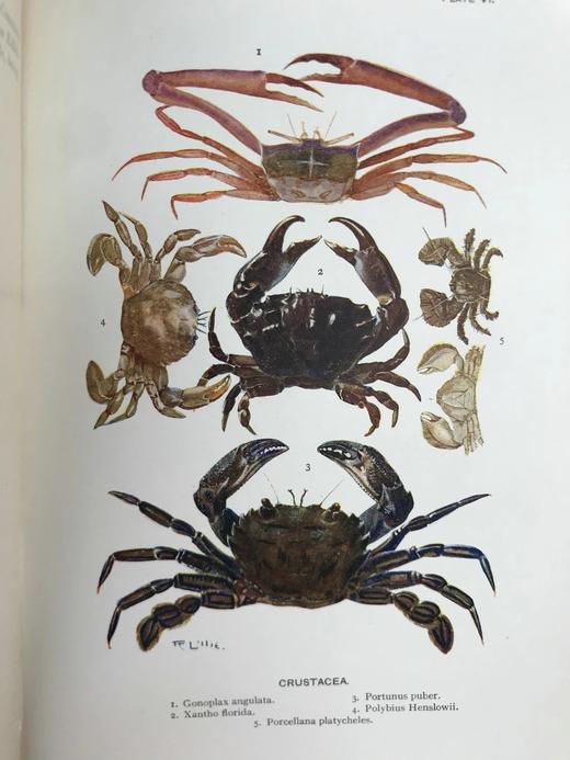 1903年 海滩生物图鉴 8页彩色300余幅黑白插图 漆布精装32开 商品图8
