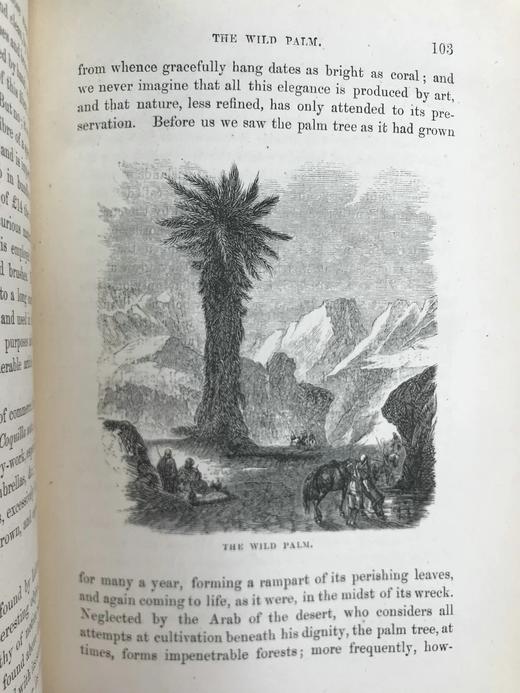 约19世纪后期 植物生命的美丽与奇观 数十幅版画插图 漆布精装36开 商品图12