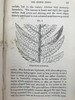 1861年 英国蕨类及其近缘植物 12幅套色版画插图 漆布精装36开 商品缩略图13