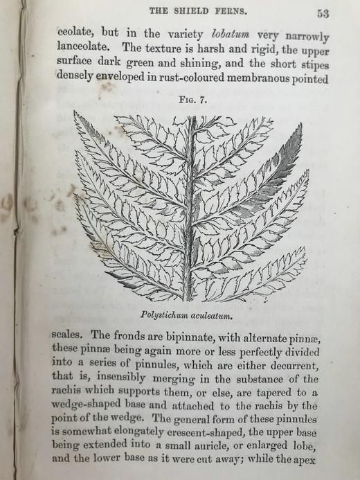 1861年 英国蕨类及其近缘植物 12幅套色版画插图 漆布精装36开 商品图13