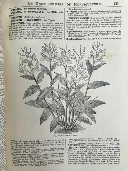 约19世纪后期 图解园艺词典（全4卷） 数百幅精美版画插图 漆布精装16开 商品图12