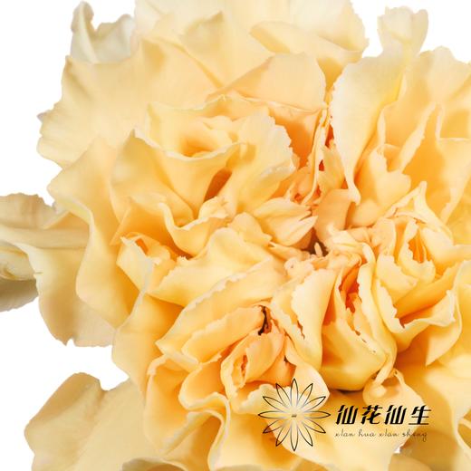 单头康乃馨 | 香槟 商品图3